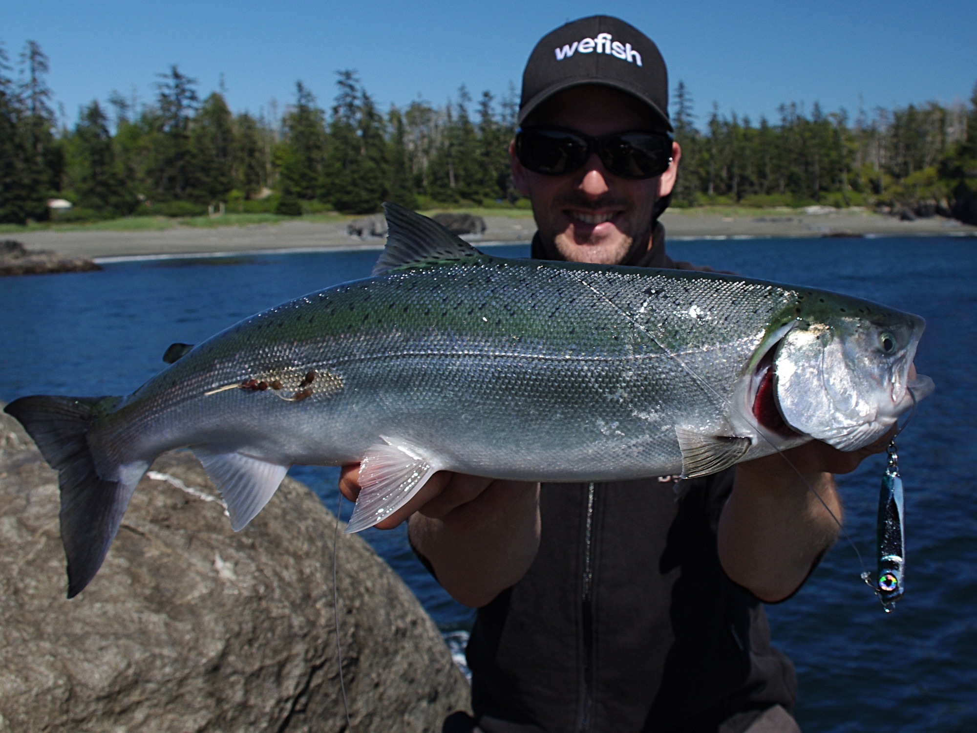 Königslachs, Chinook Salmon (Oncorhynchus tshawytscha) beim Angeln in Kanada mit Parasitenbefall (Sea louse)