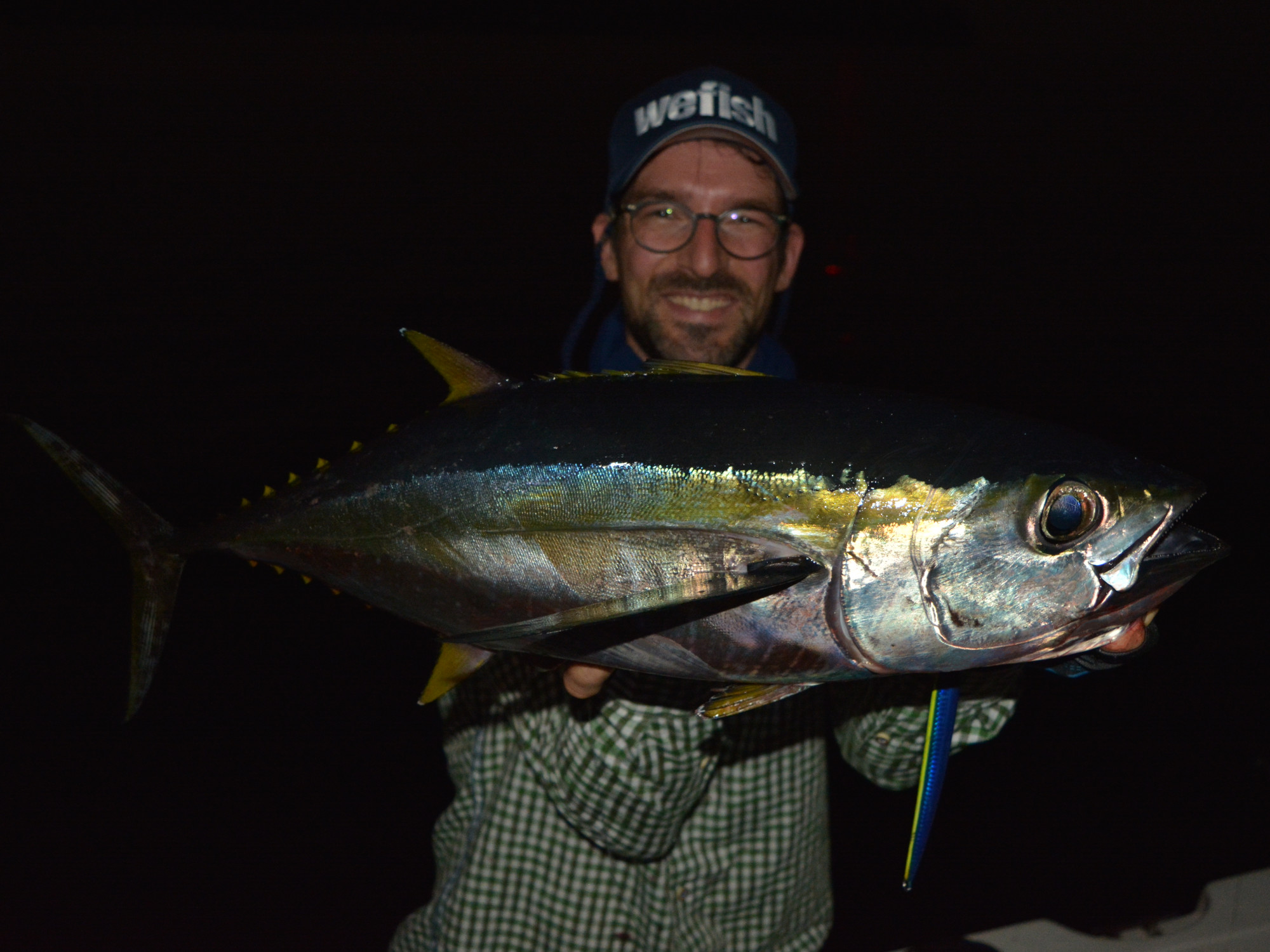 Gelbflossenthunfisch (yellowfin tuna) beim Jiggen